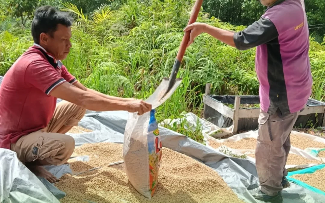 Kegiatan Pembuatan Pakan Ternak (Pellet Babi Untuk Fase Starter Dan Grower)