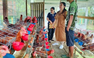 Dinas Pertanian Melakukan Pembinaan Pemeliharaan Ayam Petelur